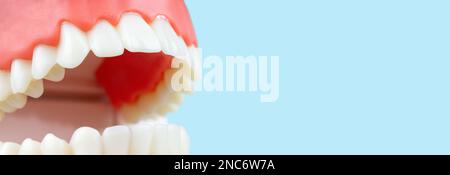 False teeth, jaws. Dentistry instruments and dental hygienist checkup concept Dental teeth model. Open human upper and lower. Artificial jaw in the de Stock Photo