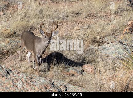 Buck Coues Whitetail Deer in the rut in the Chiricahua National Monument Arizona Stock Photo