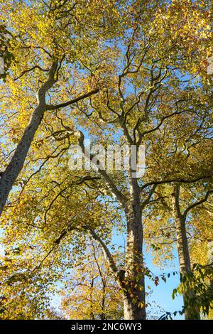 Colorful autumn leaves of London planes in sunset light Stock Photo