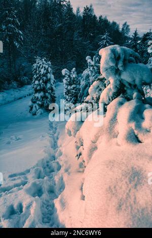 Snow-covered wild nature in the rays of the sun Stock Photo