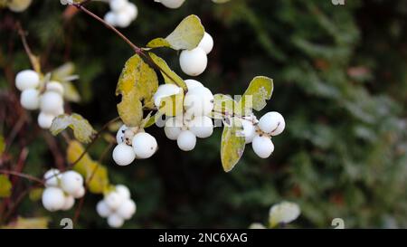 Bush Snowberry with large white berries on a background of leaves. Frost on the branches. Winter in the garden. Close-up.Cottage gardens. Stock Photo