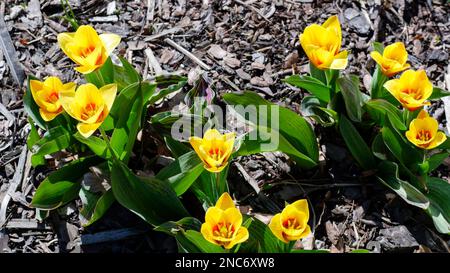 A low-growing tulip variety with broad striped leaves and a yellow flower with a red center. It blooms in early spring in the garden in a flowerbed. Stock Photo