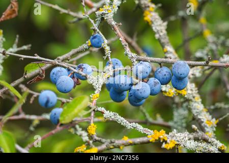 Dark purple berries on the Blackthorn tree, sloe berries Stock Photo