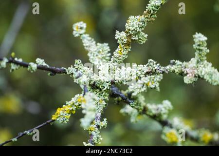 Lichen on a tree branch Stock Photo