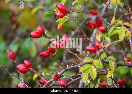 Red rose hips berries on a dog rose shrub, Rosa canina, Essex UK Stock Photo