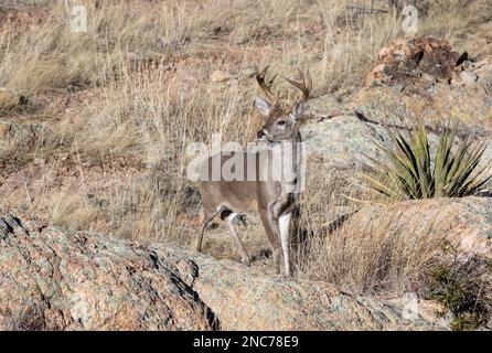 Buck Coues Whitetail Deer in the rut in the Chiricahua National Monument Arizona Stock Photo