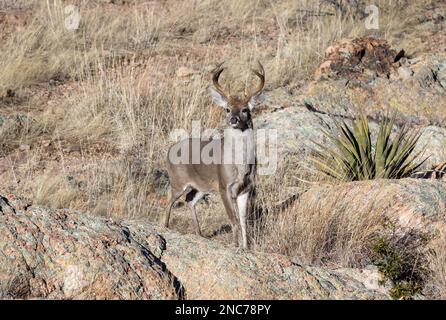 Buck Coues Whitetail Deer in the rut in the Chiricahua National Monument Arizona Stock Photo