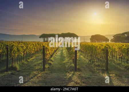 Bolgheri vineyard, and pine trees group at sunrise. Autumn season. Landscape in Alta Maremma, Tuscany region, Italy, Europe. Stock Photo