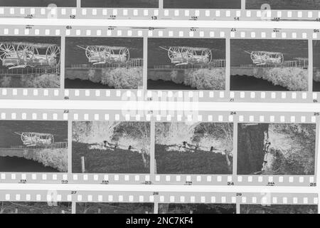Film photography is making a big comeback.  This photo shows several sleeved black and white negatives on a light table.  The pictures in the negative Stock Photo