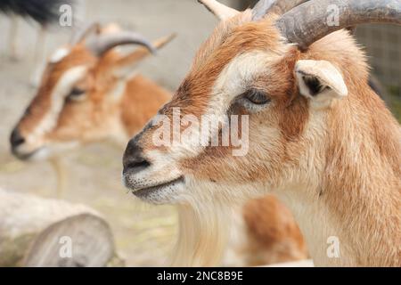 goats look at the camera close up . Stock Photo
