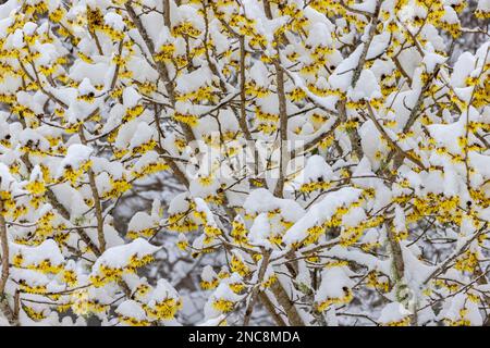 Snow on Witch Hazel Stock Photo
