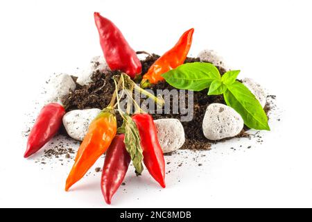Conceptual representation of hot home grown chillies on the ground Stock Photo