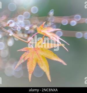 A few autumn Japanese maple leaves remain after a rain storm. Rain drops cover the branches.  Washington, Seabeck. Square format Stock Photo