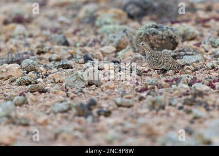 a female black-bellied sandgrouse (Pterocles orientalis) foraging in the arid landscape of Fuerteventura Spain. Stock Photo