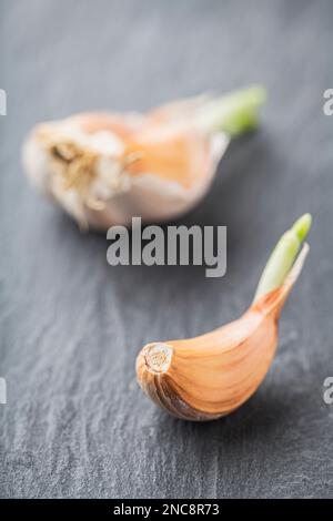 garlic cloves with sprouts on a dark stone plate Stock Photo