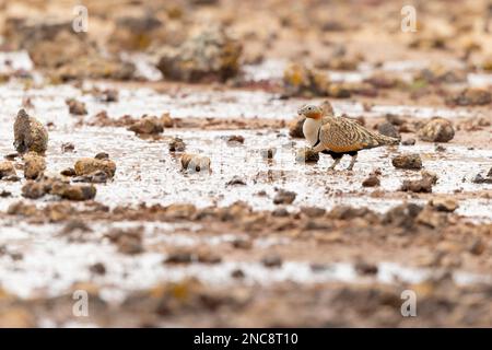A male black-bellied sandgrouse (Pterocles orientalis) drinking water in the arid landscape of Fuerteventura Spain. Stock Photo