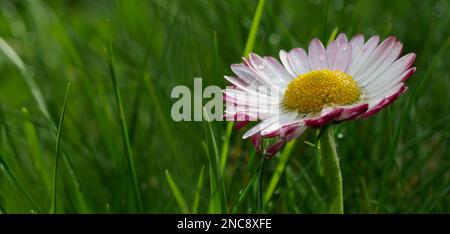 Common daisy (Meadow daisy, Perennial daisy) - Bellis perennis - a plant species from the asteraceae family. It is found in most of Europe, in Western Stock Photo
