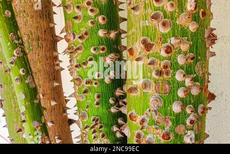 Young green beautiful Kapok tree Ceiba tree with spikes in tropical park jungle forest in Playa del Carmen Quintana Roo Mexico. Stock Photo