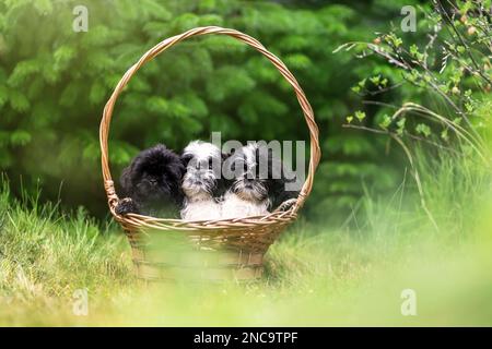 Three little cute puppies of shih tzu breed dog in basket at nature Stock Photo