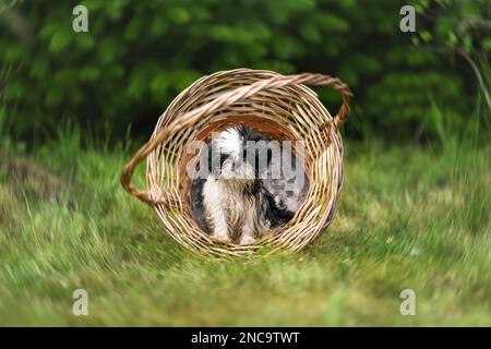 Shih tzu puppy of black and white color sitting in wicker basket at summer nature Stock Photo