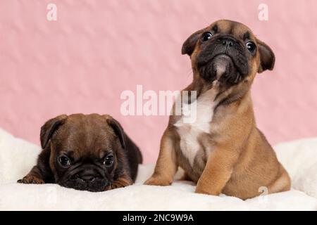 Two cute puppies of french bulldog with different character. One puppy is active and interested and another is shy sleepy and lazy Stock Photo