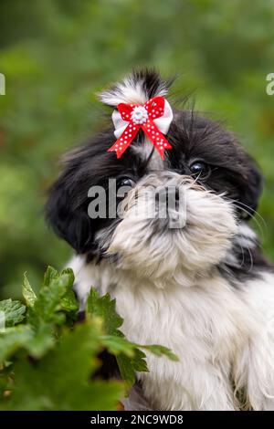 Close up portrait of shih tzu puppy of black and white color with red bow at summer nature. Stock Photo