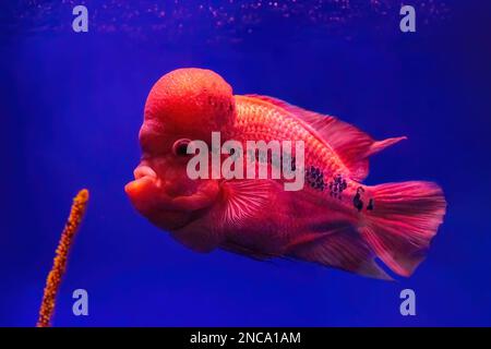 Bright red Flowerhorn cichlid or luohan fish in the aquarium pool. Flower horn swimming in blue water of fish tank in oceanarium. Stock Photo