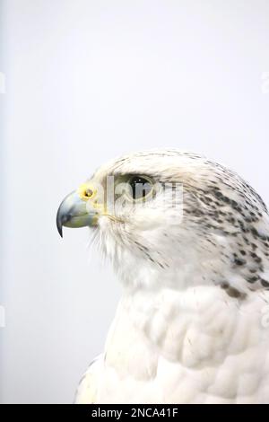 Extreme close up of a beautiful young gyrfalcon head Stock Photo