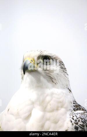 Extreme close up of a beautiful young gyrfalcon head Stock Photo