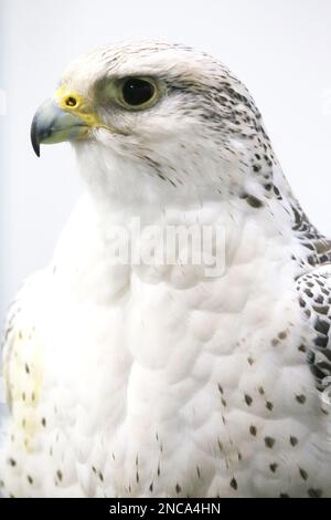 Extreme close up of a beautiful young gyrfalcon head Stock Photo