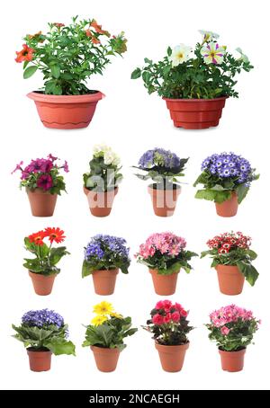 Collection of beautiful flowers in pots on white background Stock Photo