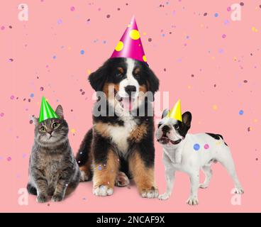 Adorable pets with party hats on pink background Stock Photo