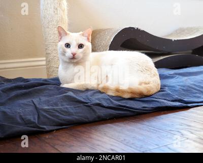 Mitzie the flamepoint Siamese chilling at home Stock Photo