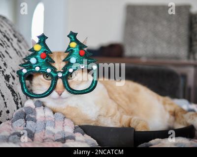 Mika the Orange Tabby pretending to be a Christmas Tree Stock Photo