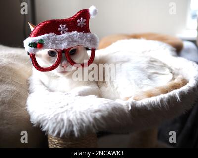 Mitzie the flamepoint siamese with santa hat Stock Photo