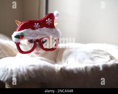 Mitzie the flamepoint siamese with santa hat Stock Photo