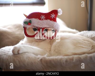 Mitzie the flamepoint siamese with santa hat Stock Photo