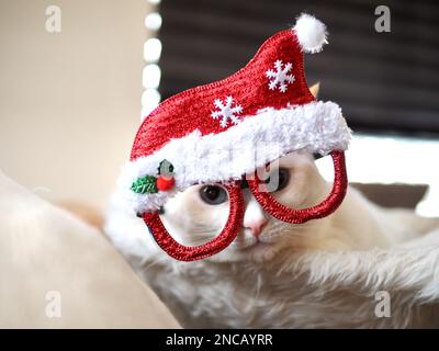 Mitzie the flamepoint siamese with santa hat Stock Photo