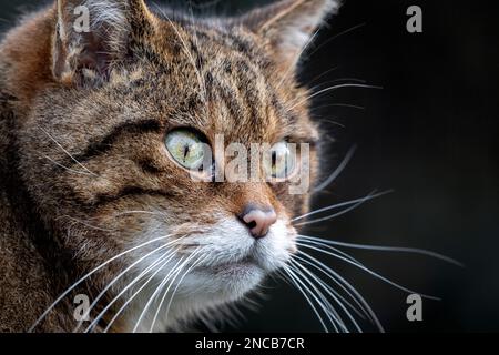 Female Scottish wildcat Stock Photo