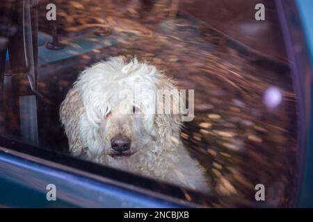 Dog behind the glass in the car. White shaggy big dog - royal poodle looks out the window at the camera. Transportation of an animal in a car. Stock Photo