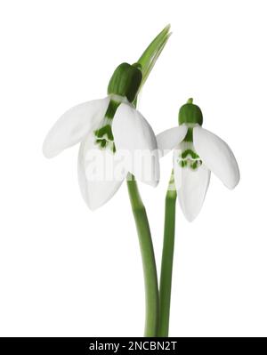 Beautiful snowdrops on white background. Spring flowers Stock Photo
