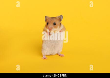 Cute little fluffy hamster on yellow background Stock Photo
