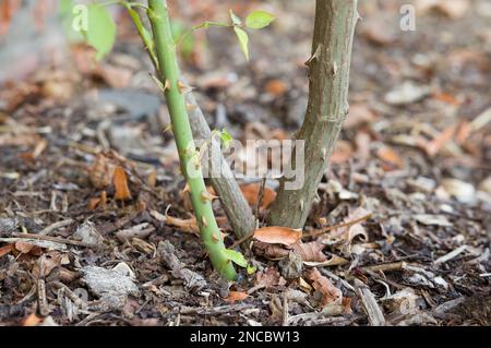 Rose sucker growing from below the root graft on a rose bush in a UK garden Stock Photo