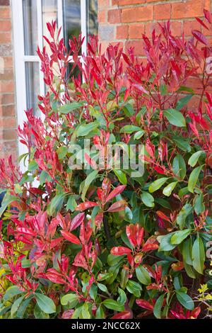 Photinia red tip (redtip) ornamental shrub or tree with bright red and ...