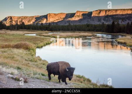 A bull bison walks along and in the Madison River at sunset for a wildlife scenic, Yellowstone National Park, Wyoming, USA Stock Photo