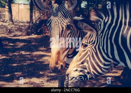 A closeup of two zebras on the farmland Stock Photo