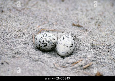 Least Tern Eggs in nest Stock Photo