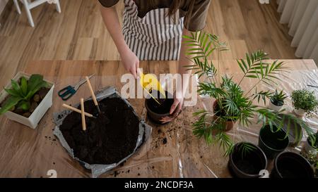 One Young woman caucasian female gardener or florist take care and cultivate domestic flowers plants at home gardening concept copy space Stock Photo