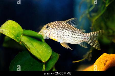 Corydoras haraldschultzi is a tropical freshwater fish belonging to the Corydoradinae. Stock Photo