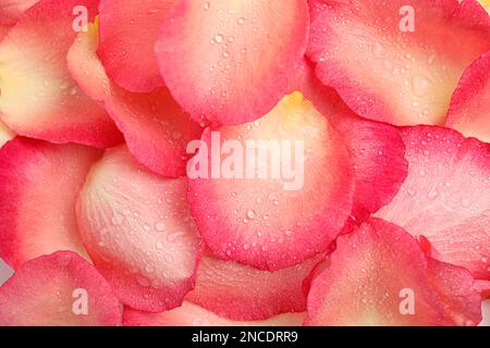 Pile of fresh rose petals with water drops as background, closeup